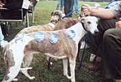 Not just humans turned out to support Soboroff for Mayor!